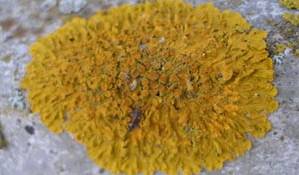 lichens-iss-exposed_l