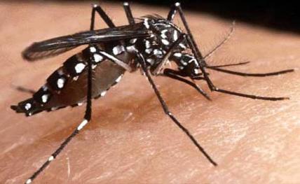 dengue20131125181825_l