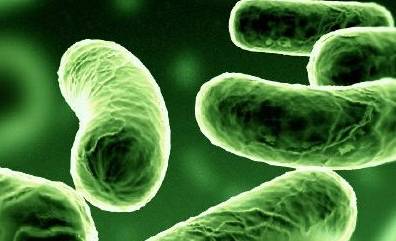 Gut-bacteria20140416131912_l