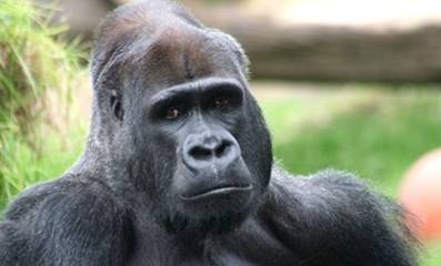 gorilla20140423161620_l