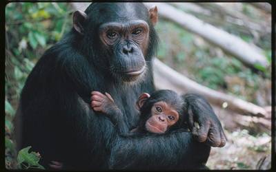 chimpanzees20161015145648_l