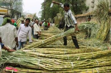 SUGARCANE20190518175359_l