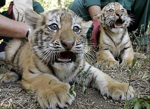 tiger-cubs20130528160156_l